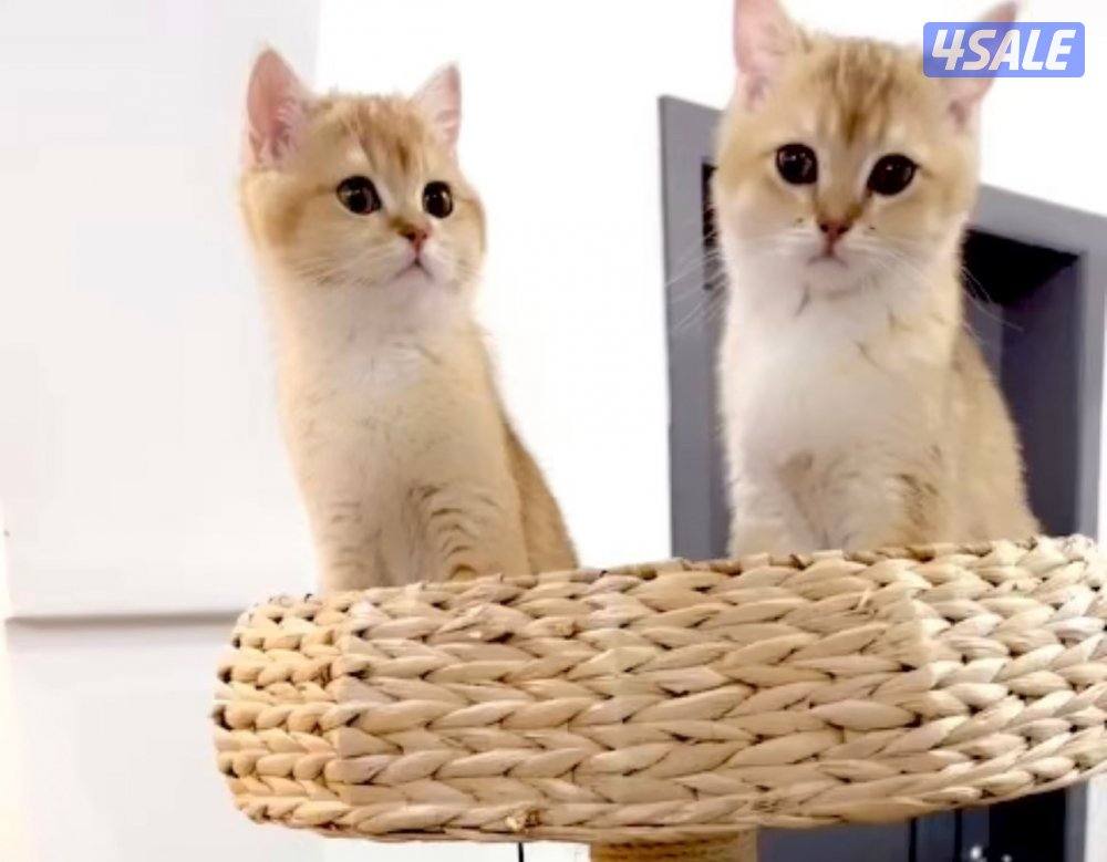 2 Ny12 British Golden Chinchilla , Syamese القطط. Russian Siberian2
