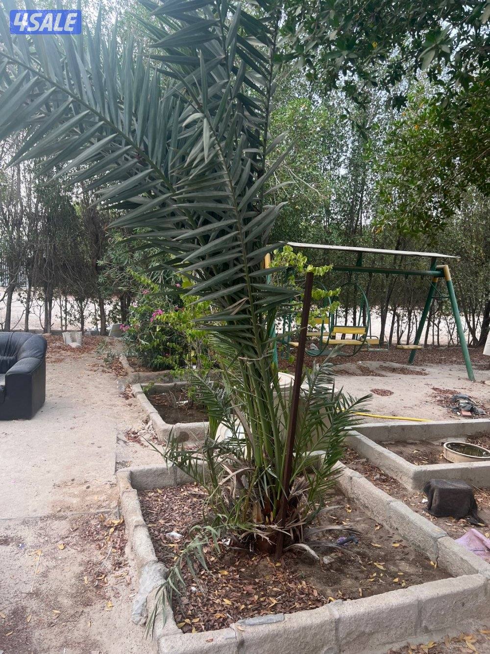 فروخ نخل برحي طبيعي0