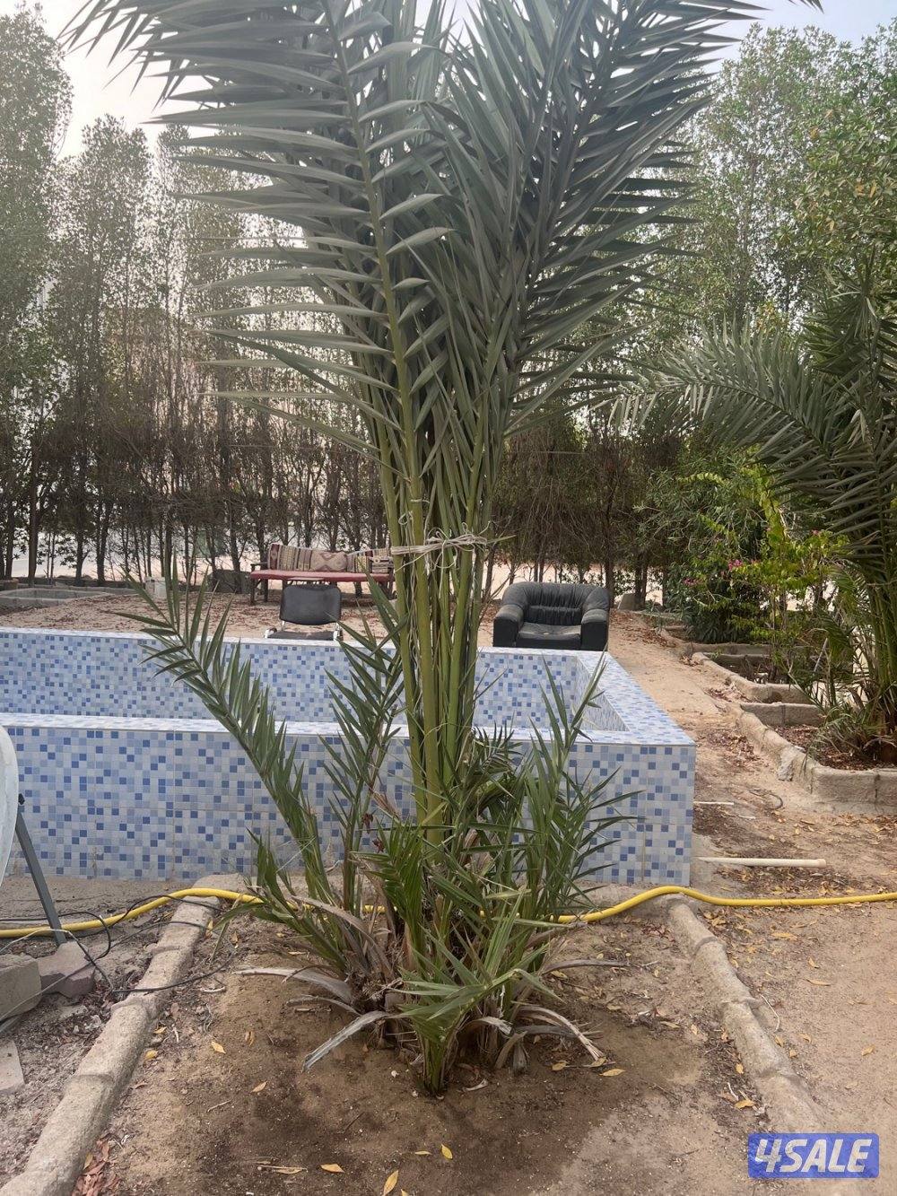 فروخ نخل برحي طبيعي1