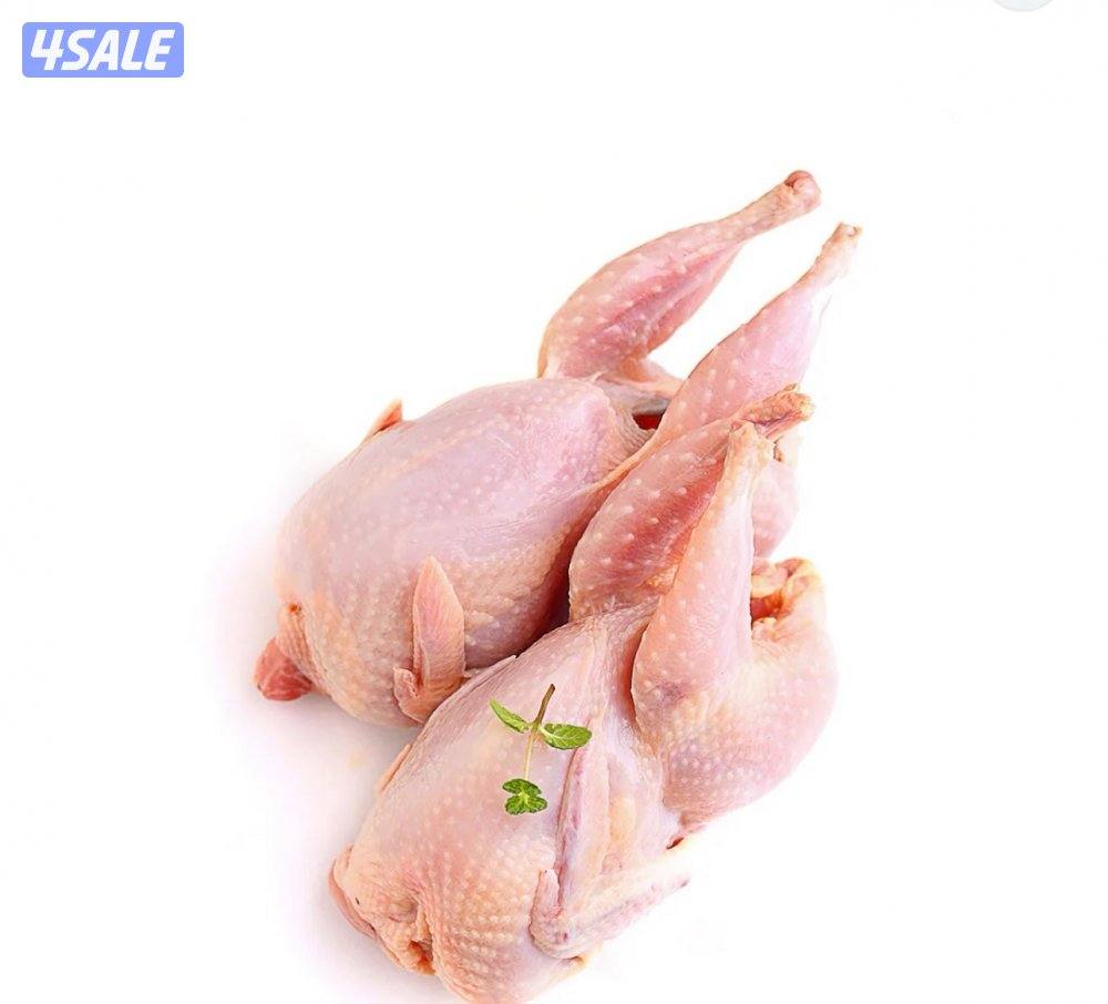 فروخ حمام0