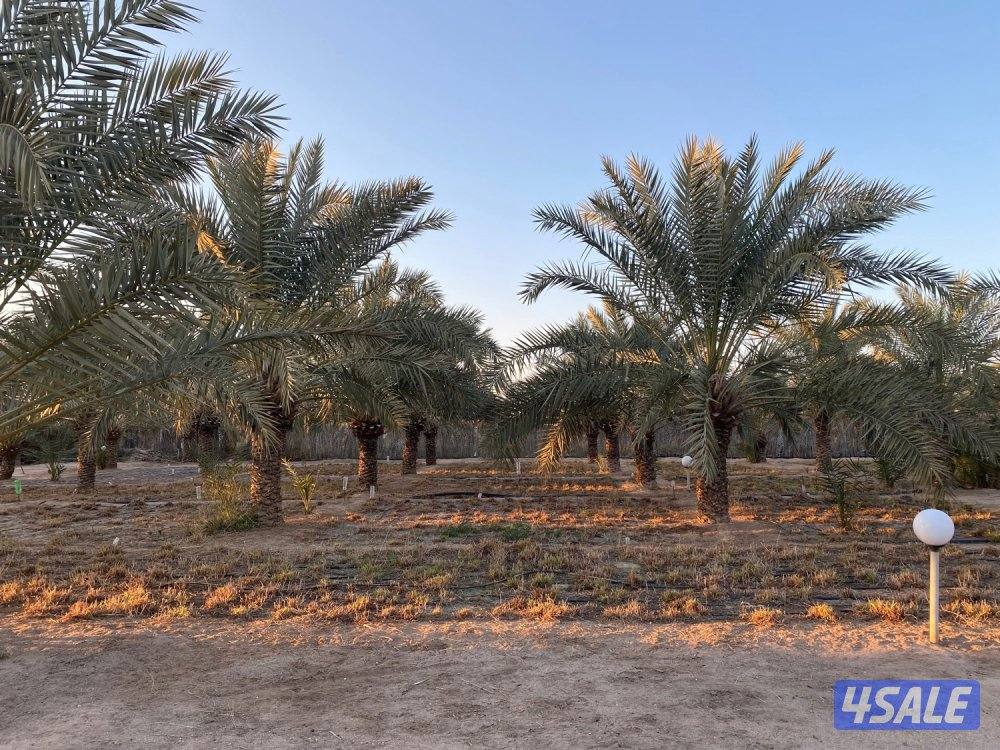 العبدلي ..،4