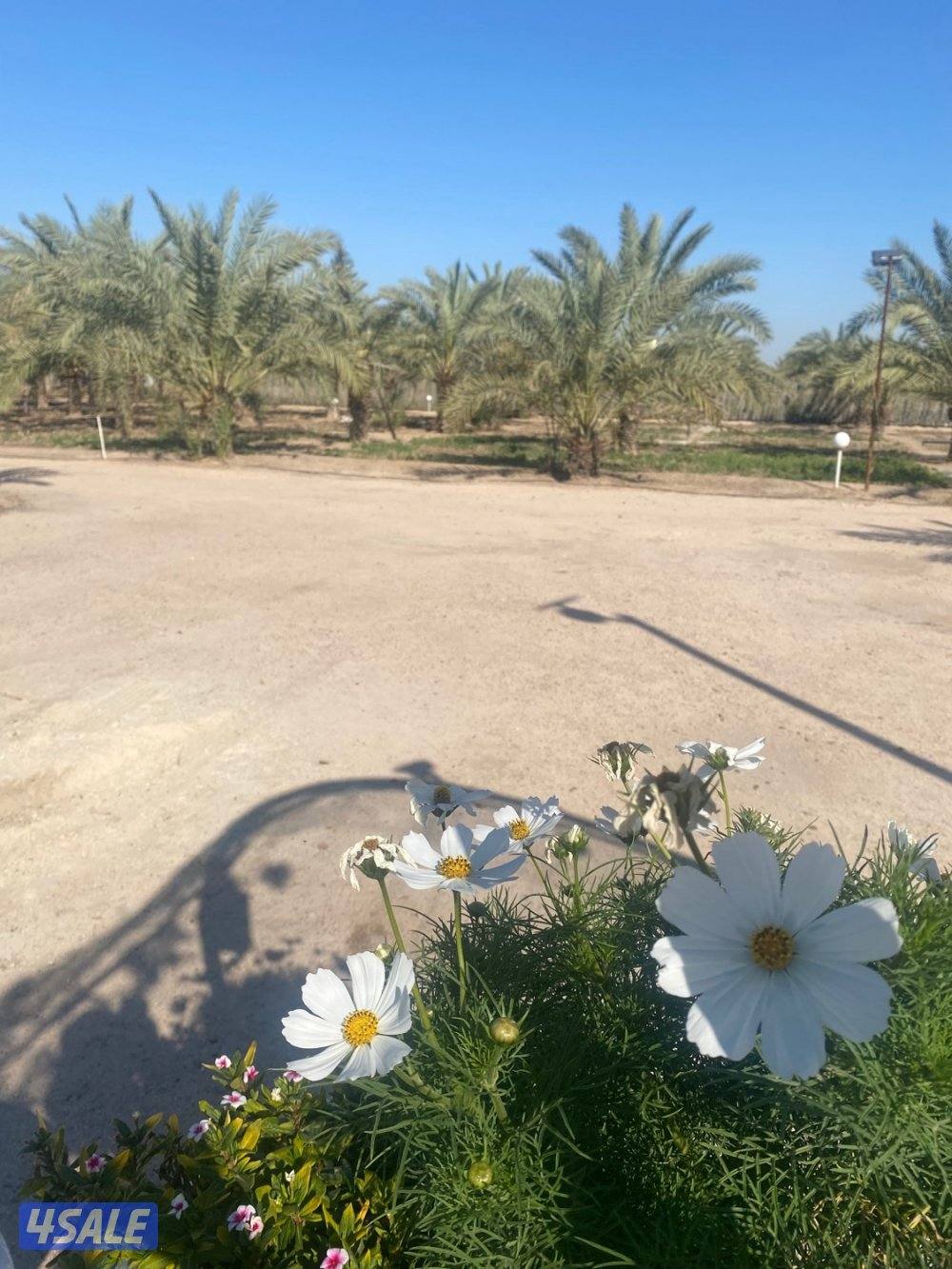 العبدلي ..،5