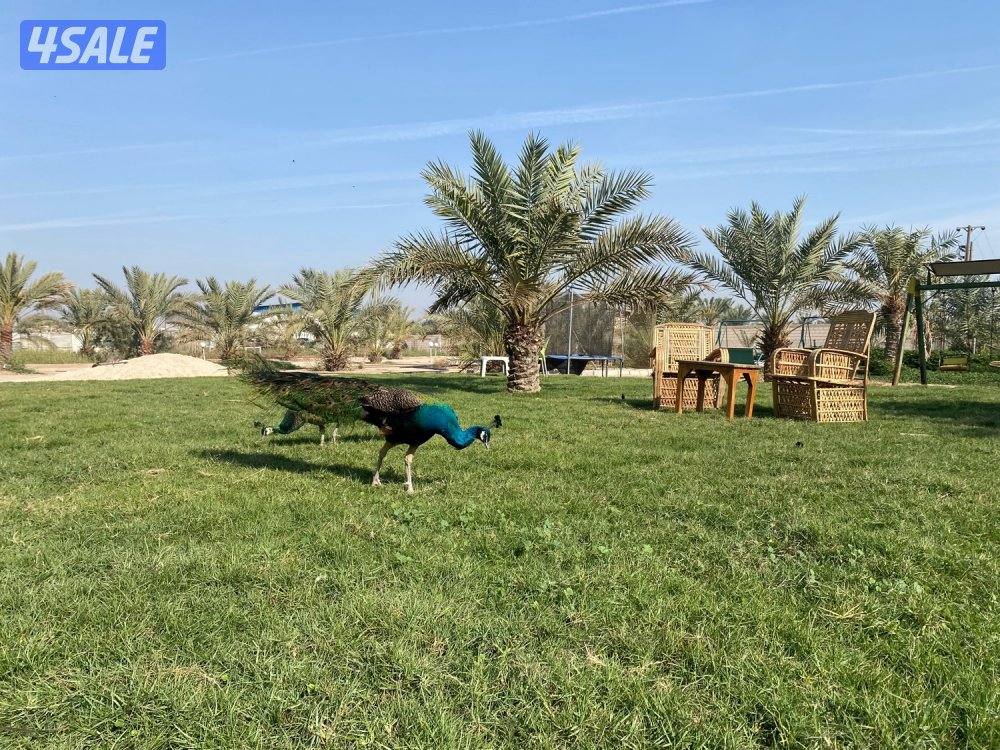 العبدلي ..،7