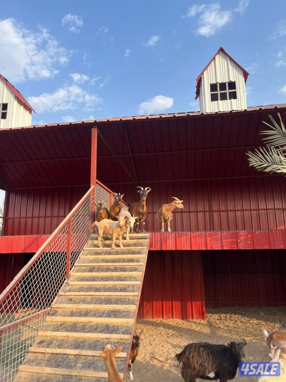 العبدلي ..،10