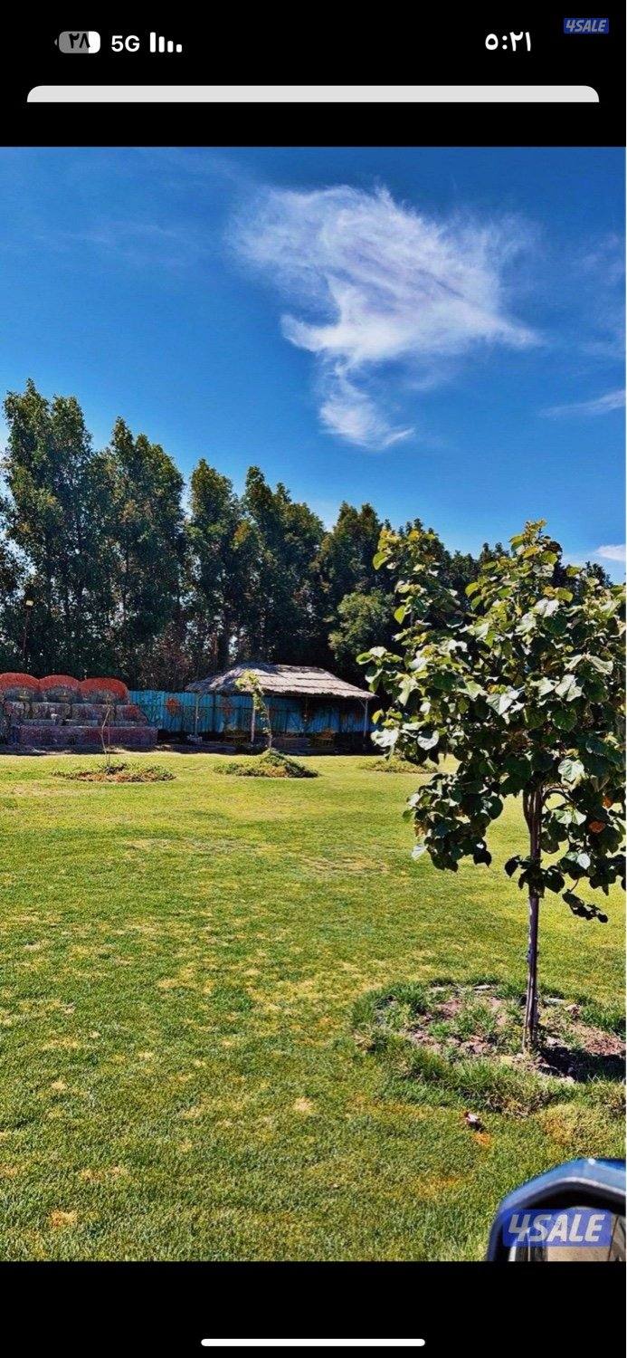 مزرعة بالوفرة ايجار يومي11