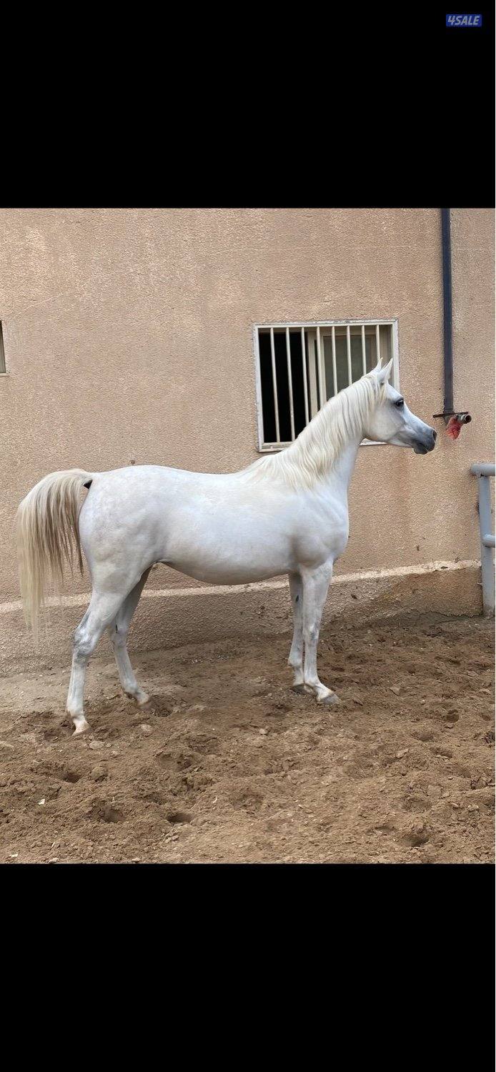 ابو الام البطل الالماني الشهوان جد الايال لقاح ٧ شهور0