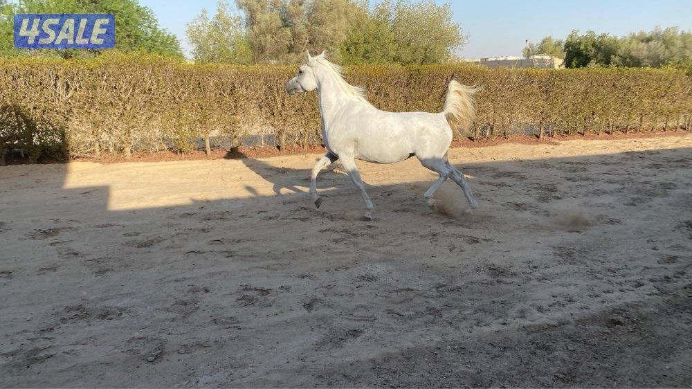 ابو الام البطل الالماني الشهوان جد الايال لقاح ٧ شهور1