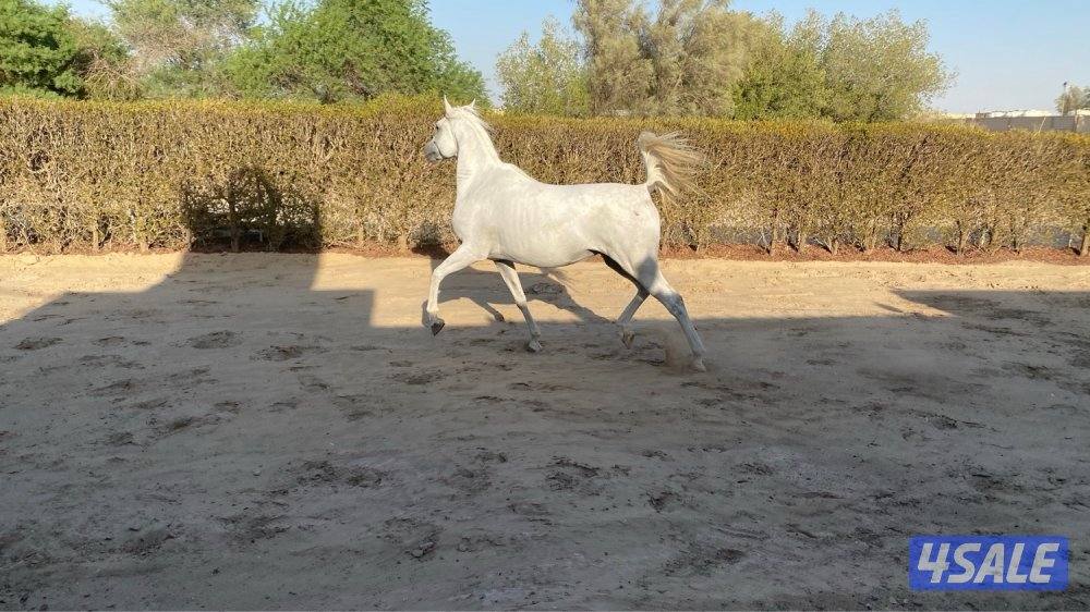 ابو الام البطل الالماني الشهوان جد الايال لقاح ٧ شهور2