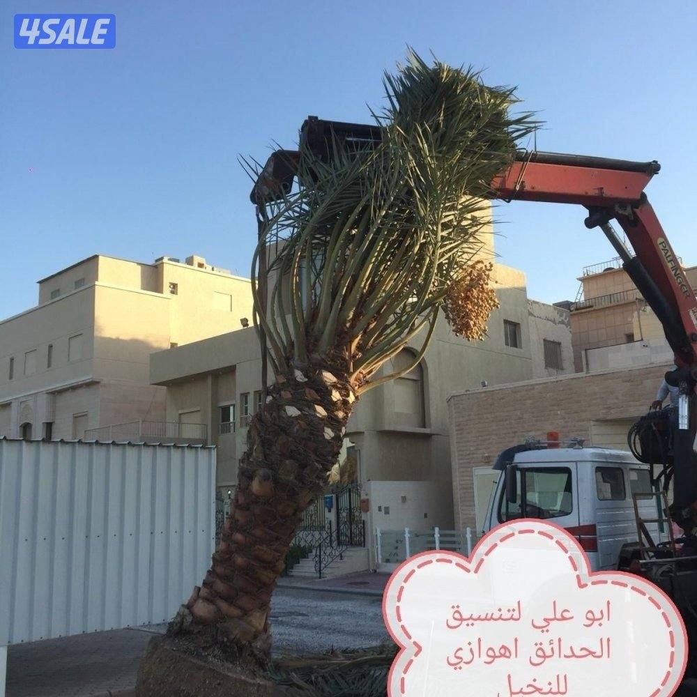 تنظيف 🌴تلقيح🌴 ورش النخيل🌴 ابو على🌹 اهوازى للنخيل🌴🌹 خبره 22عاما🌹0