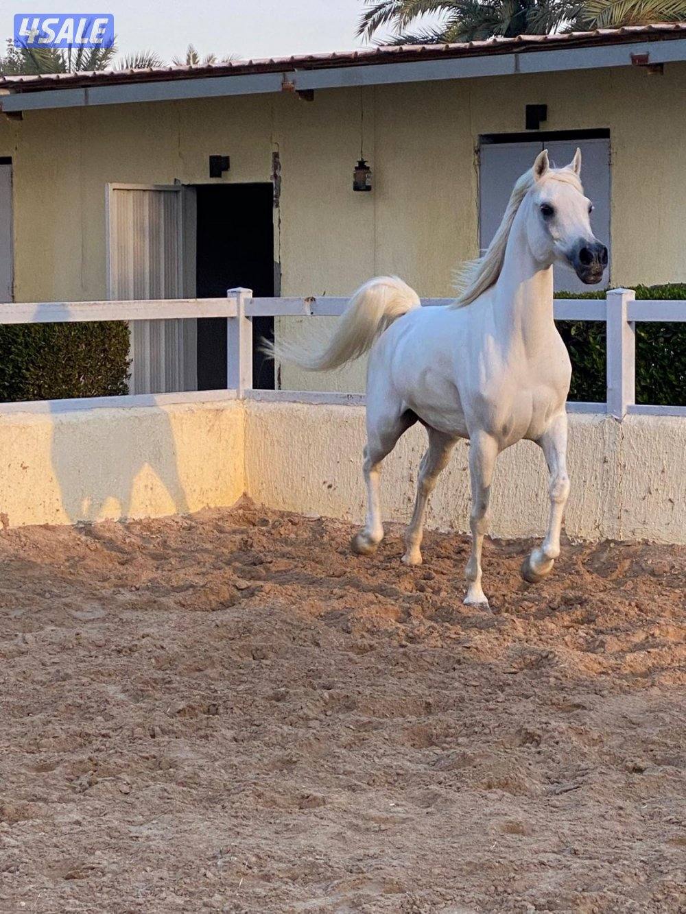 ابو الام البطل الالماني الشهوان جد الايال لقاح ٧ شهور3