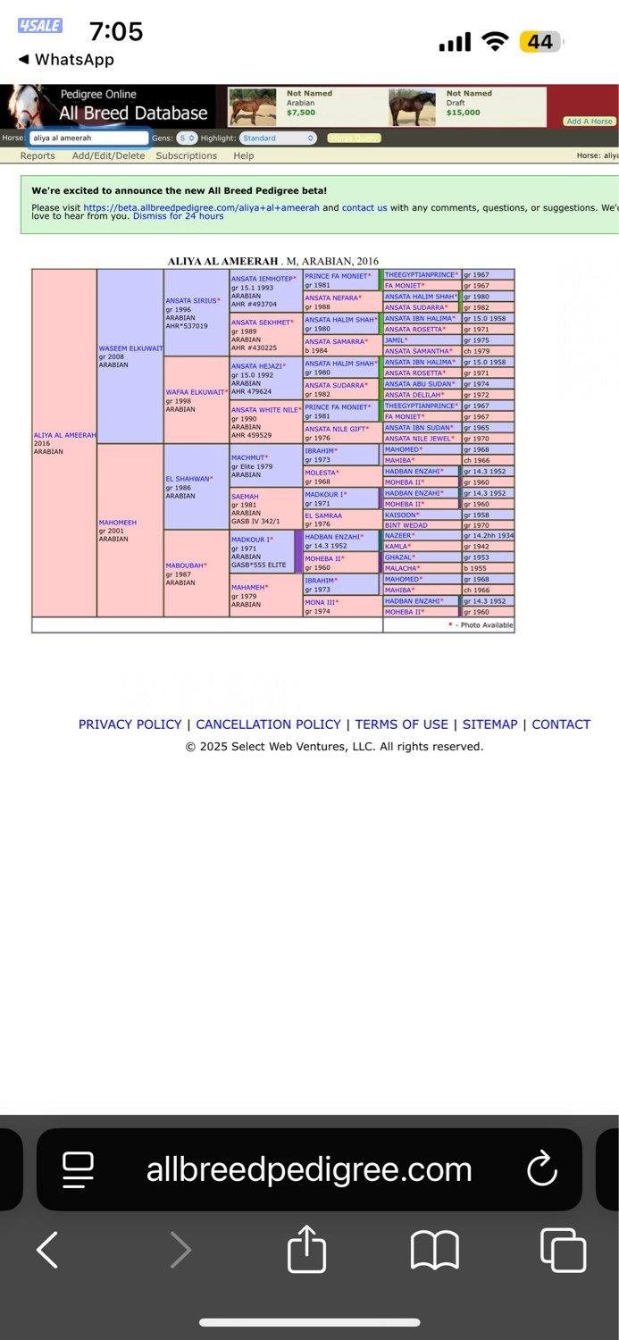 ابو الام البطل الالماني الشهوان جد الايال لقاح ٧ شهور4