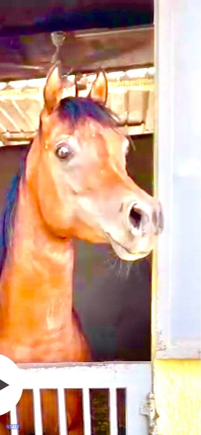 ابو الام البطل الالماني الشهوان جد الايال لقاح ٧ شهور5