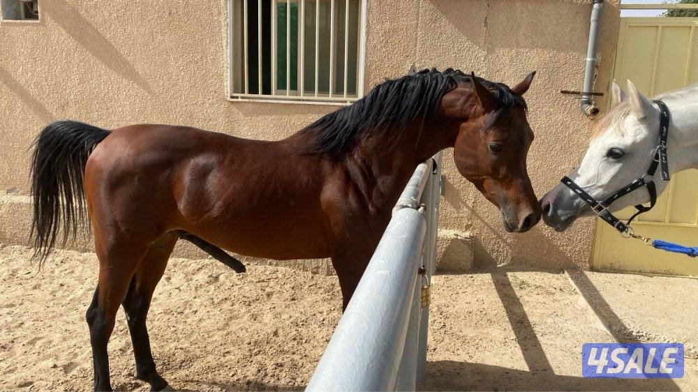 ابو الام البطل الالماني الشهوان جد الايال لقاح ٧ شهور6