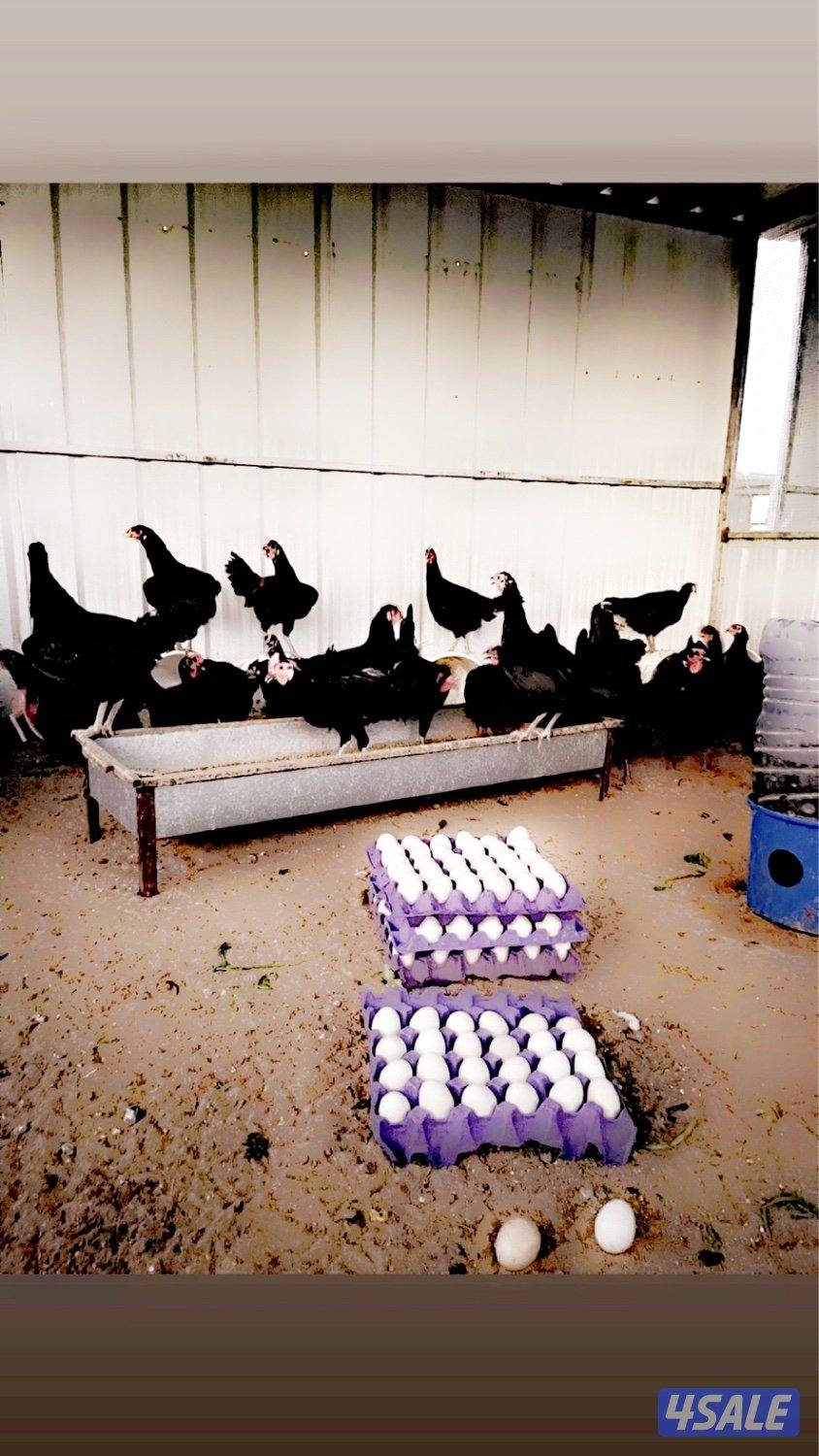 بيض عربي اسود عقارب0