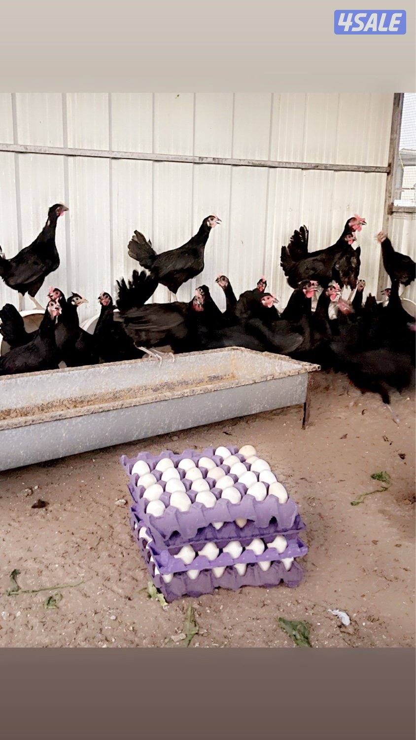 بيض عربي اسود عقارب1