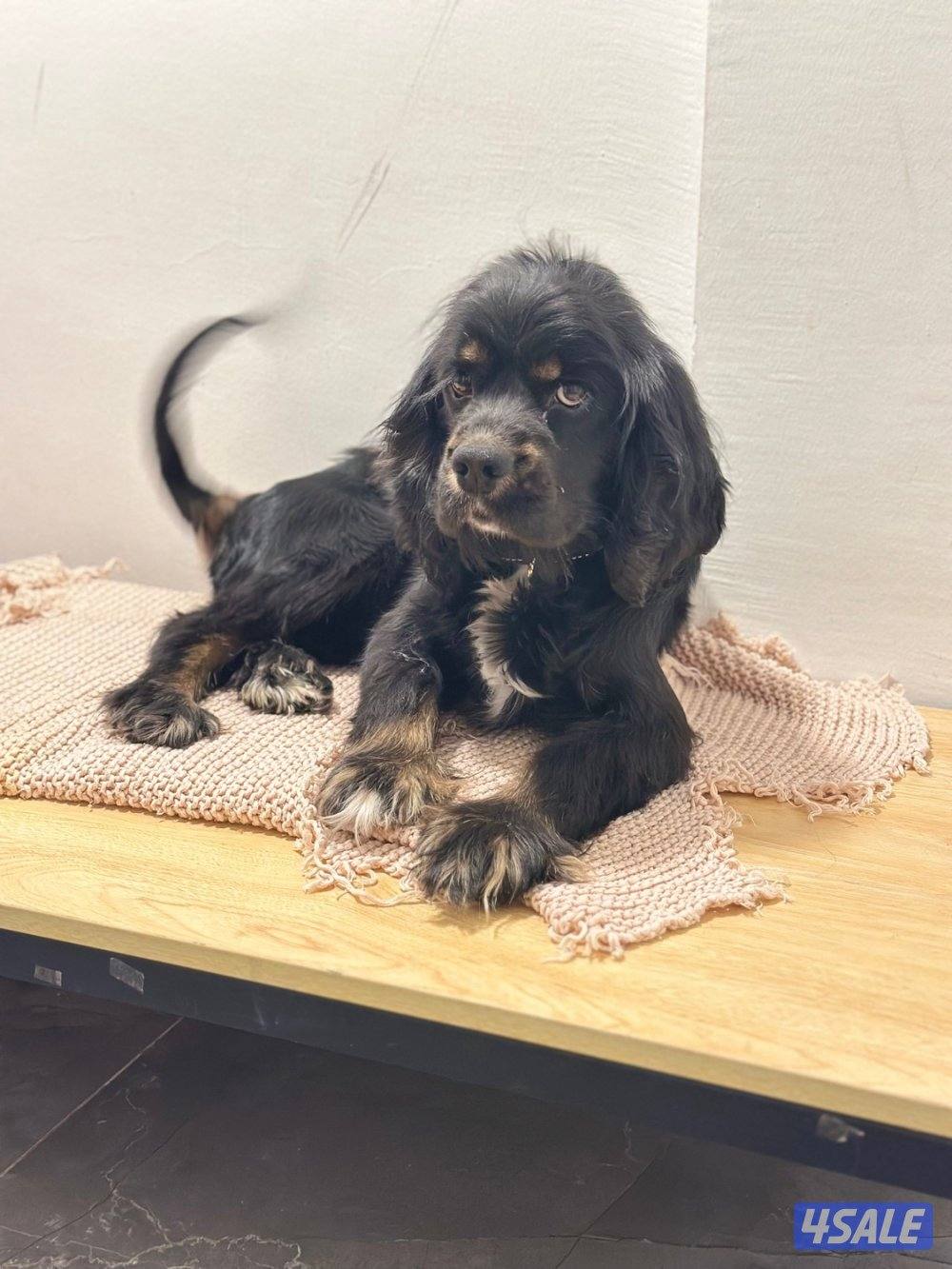 Cocker Spaniel0