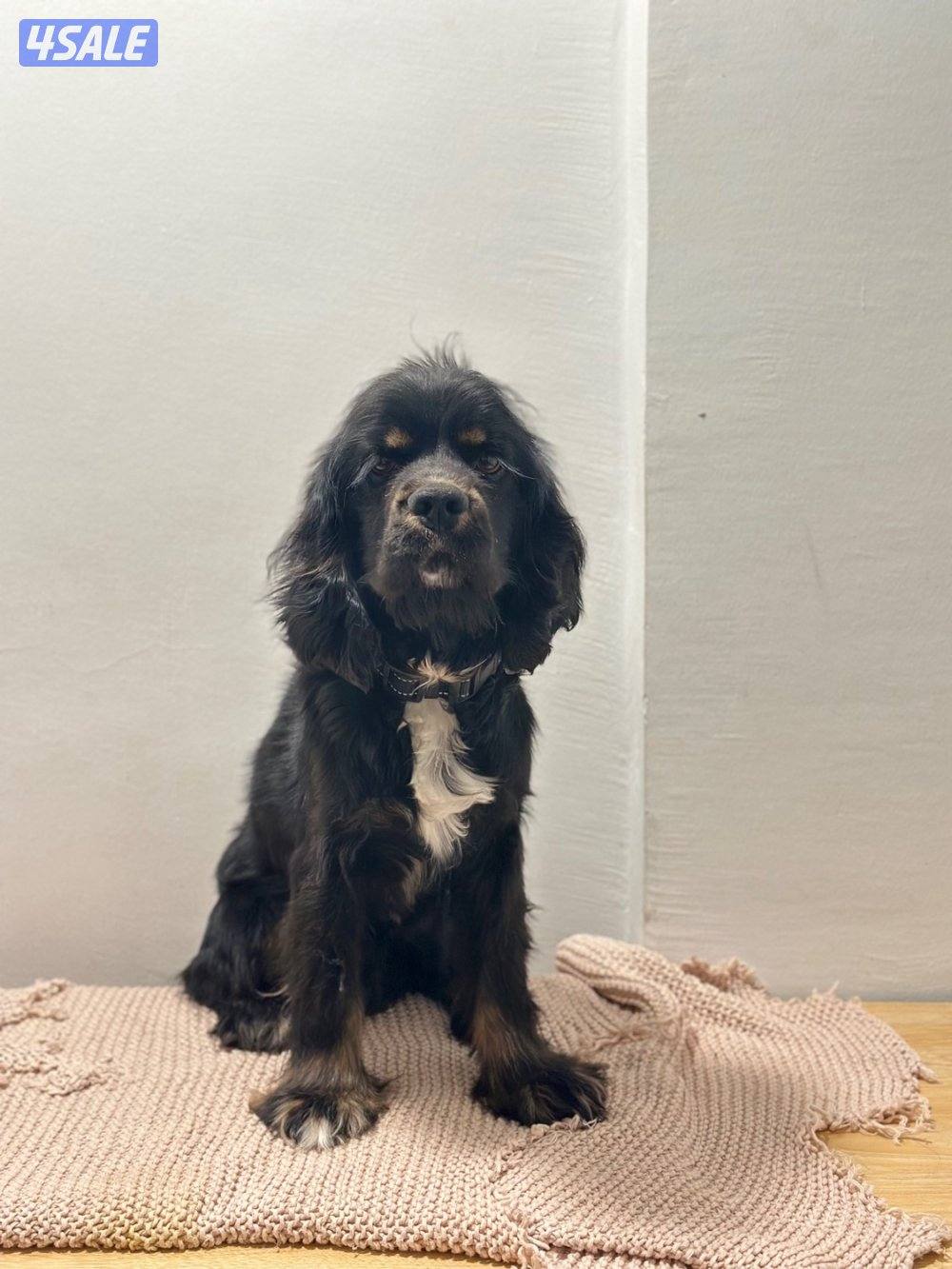 Cocker Spaniel1