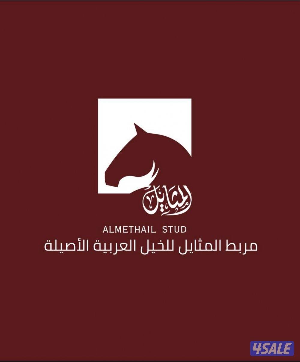 🌟 مـربـط الـمـثـايـل 🌟0