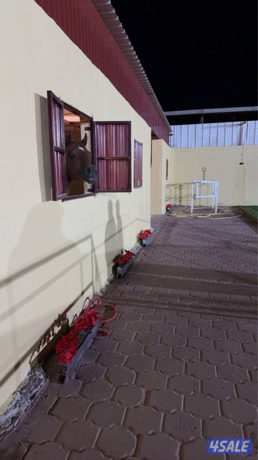 🌟 مـربـط الـمـثـايـل 🌟2