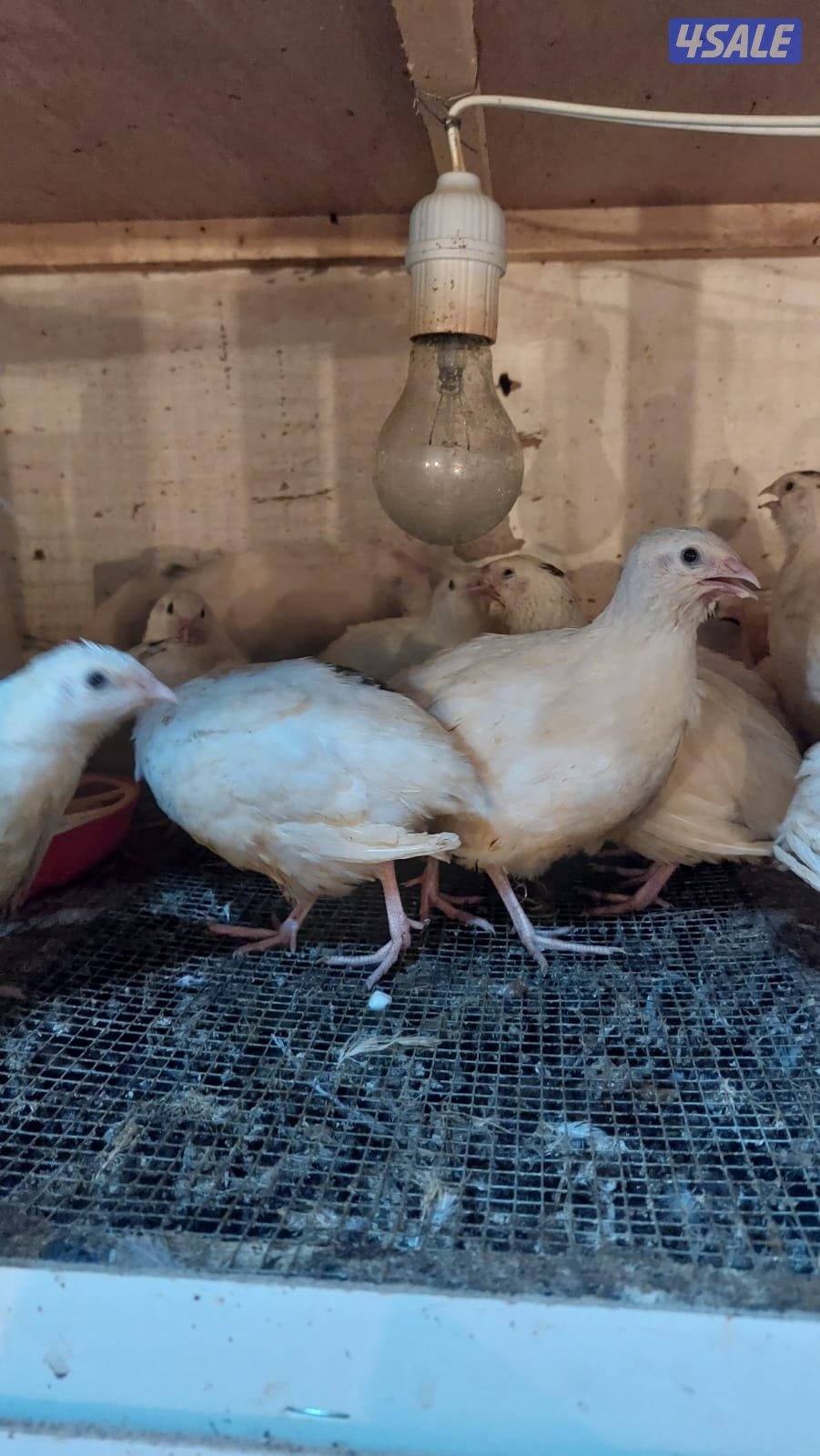 فري جامبو XXXL وفري عادي وبيض عادى وجامبو1