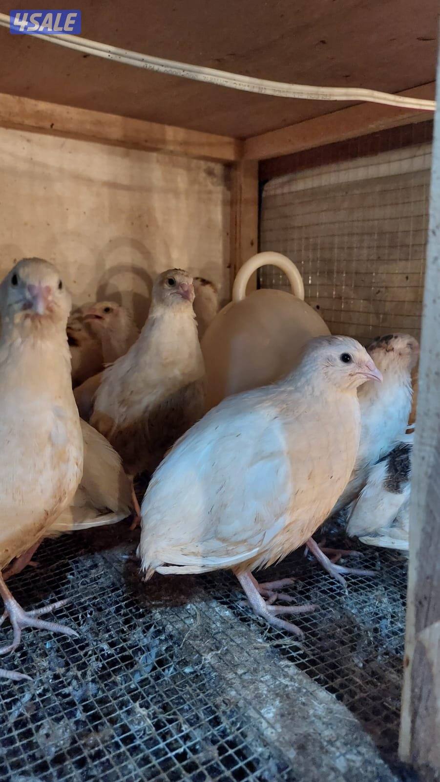 فري جامبو XXXL وفري عادي وبيض عادى وجامبو2