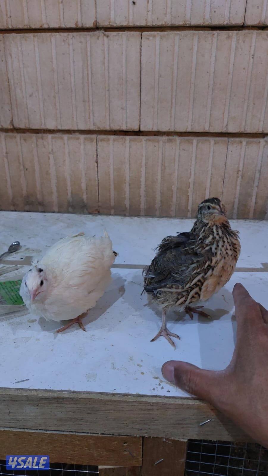 فري جامبو XXXL وفري عادي وبيض عادى وجامبو3