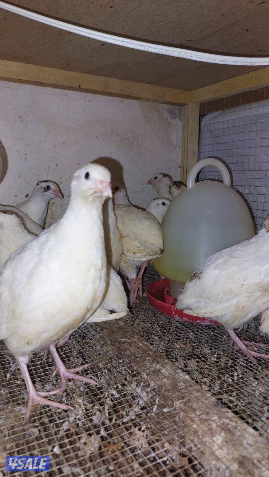 فري جامبو XXXL وفري عادي وبيض عادى وجامبو4