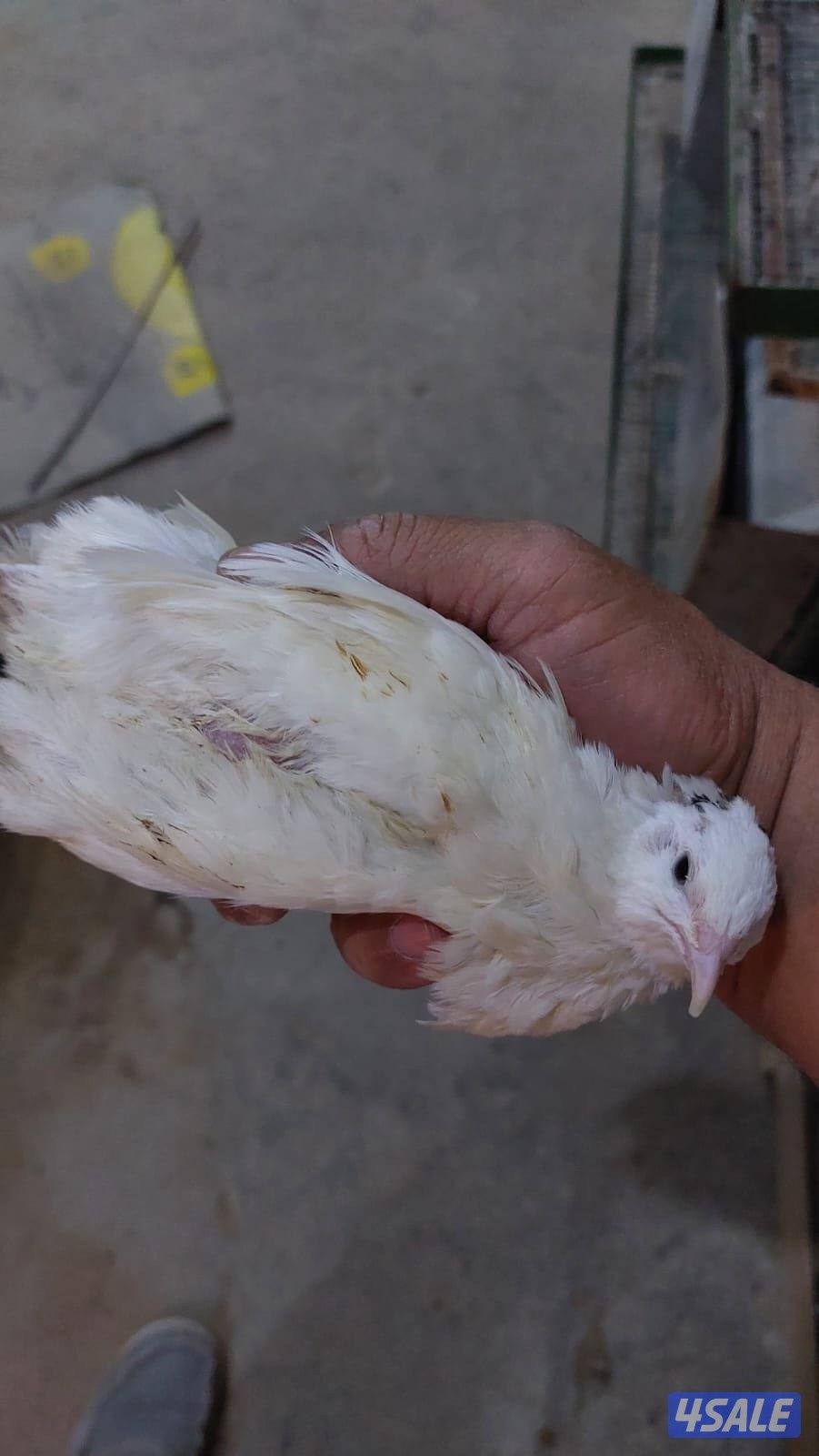 فري جامبو XXXL وفري عادي وبيض عادى وجامبو5