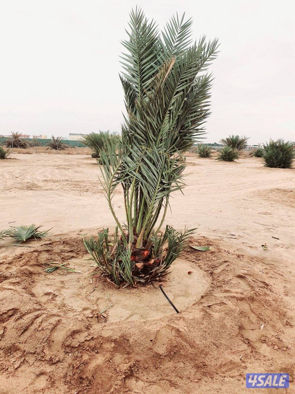 ابوحسين للنخيل والحدايق2
