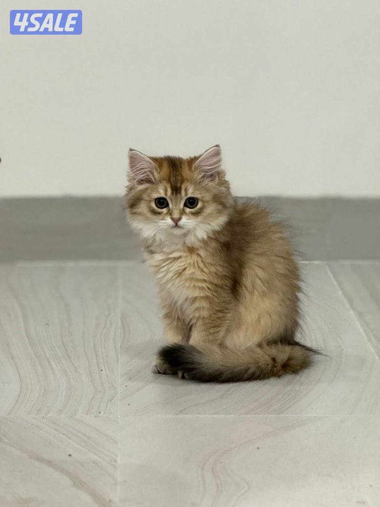 6 british / neva masquarde cats1