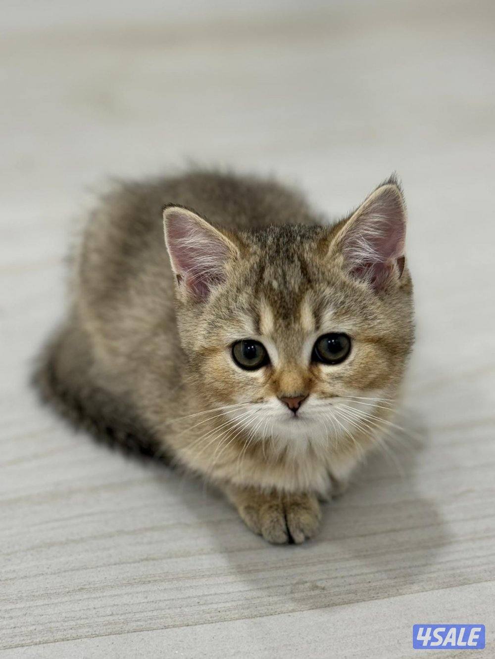 6 british / neva masquarde cats5