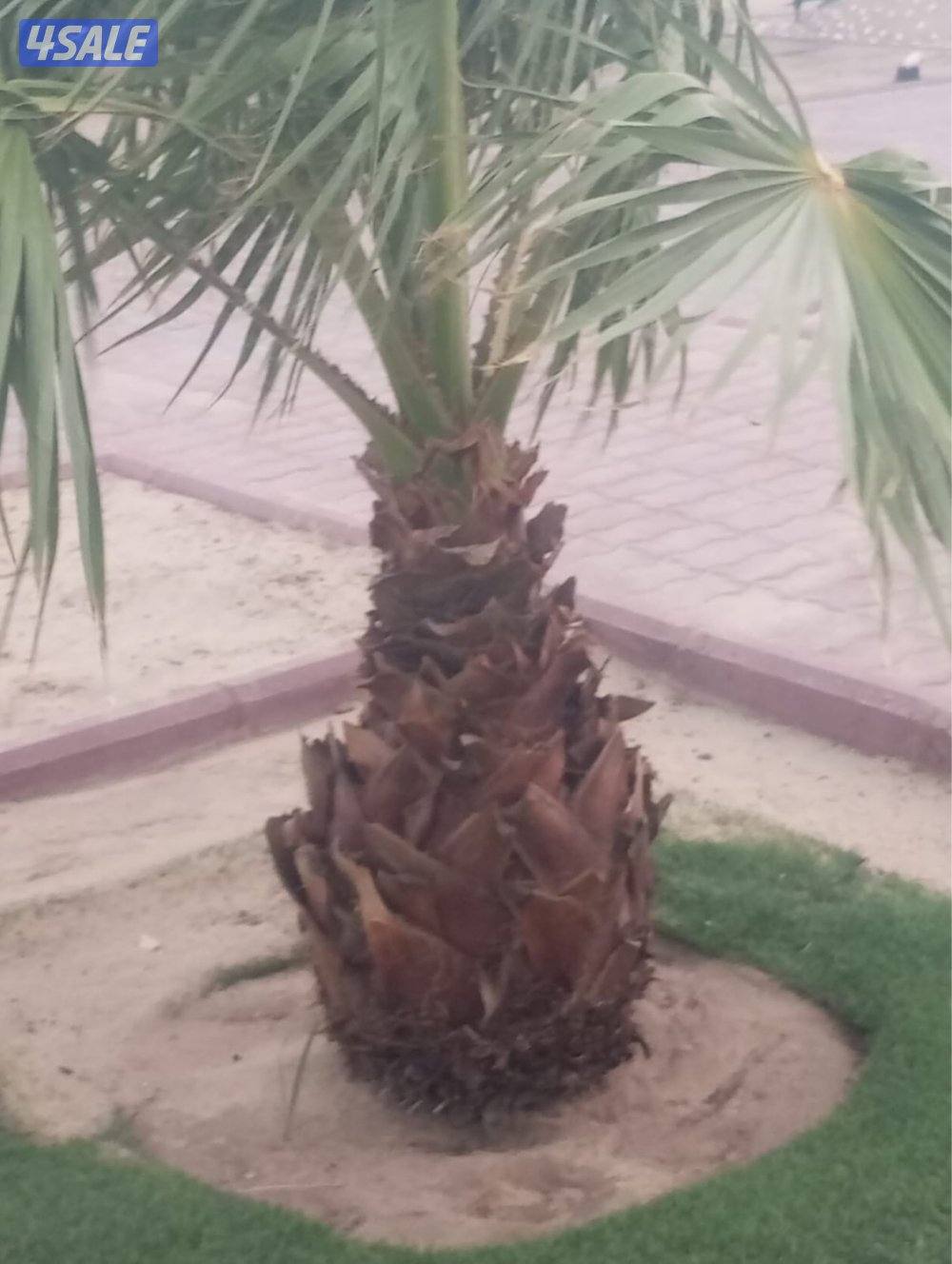 للبيع نخل واشنطونيه1