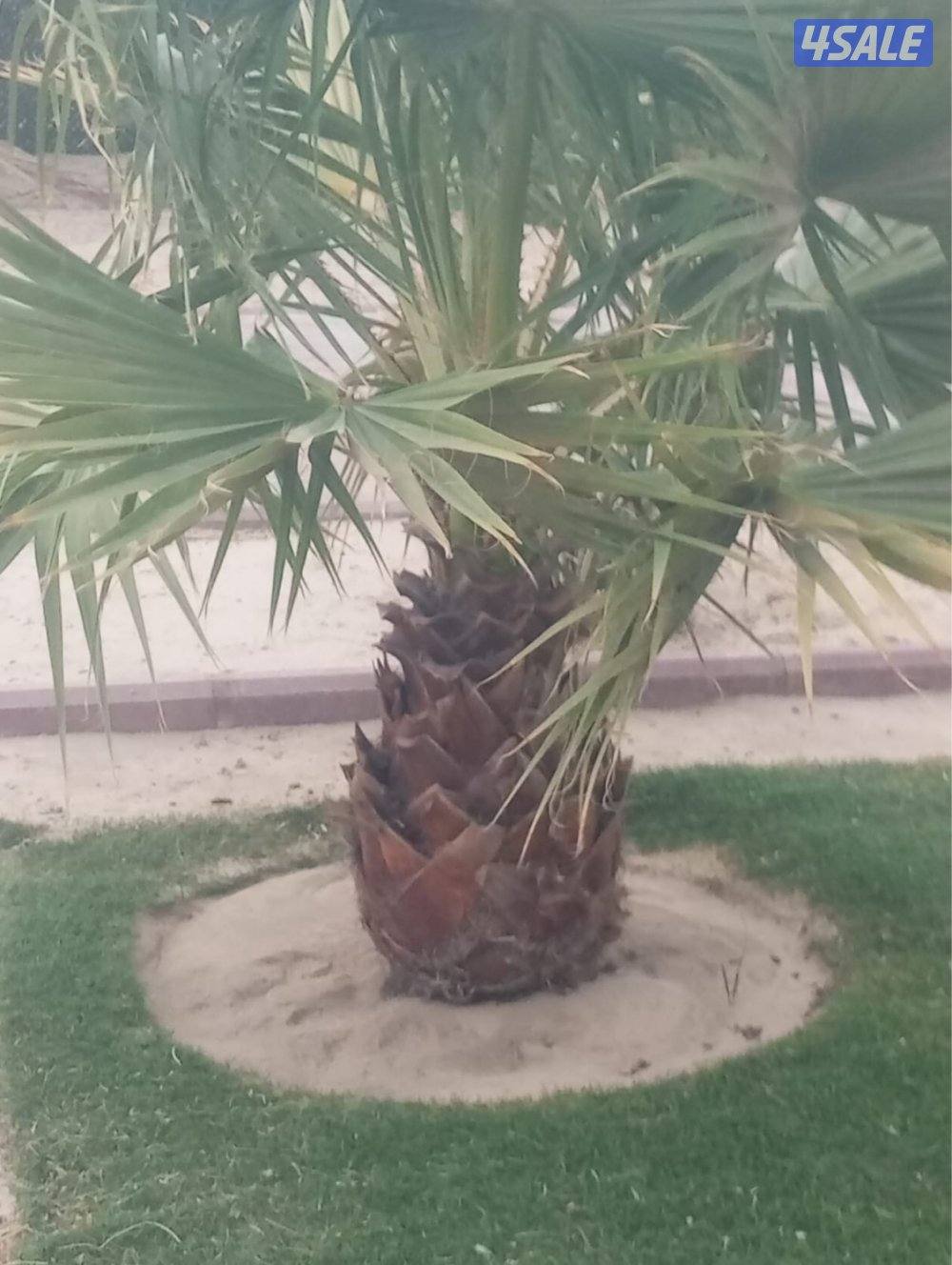 للبيع نخل واشنطونيه0