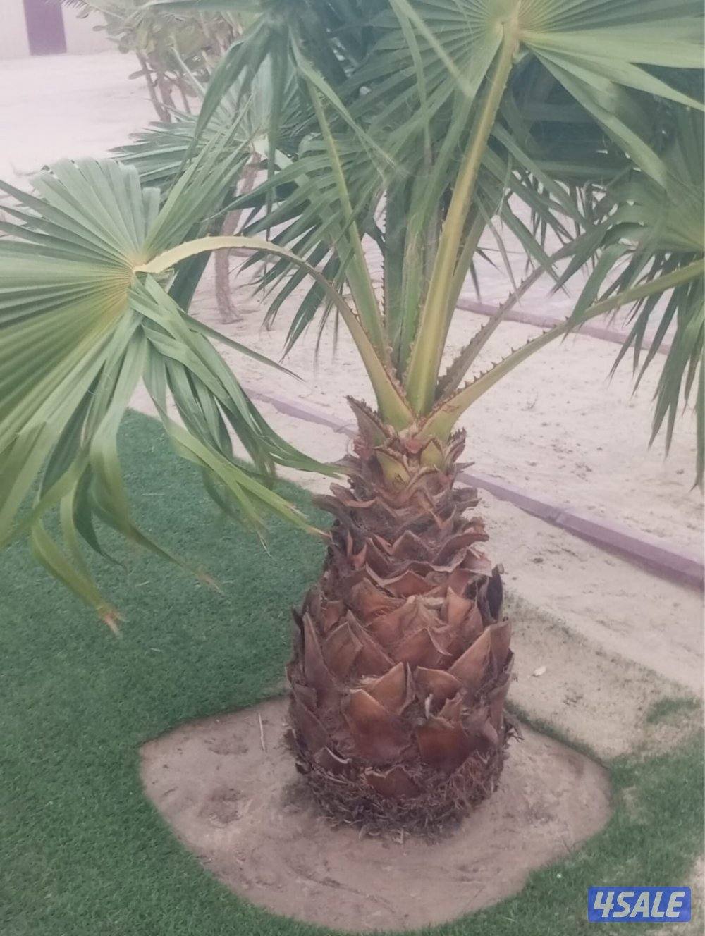 للبيع نخل واشنطونيه2