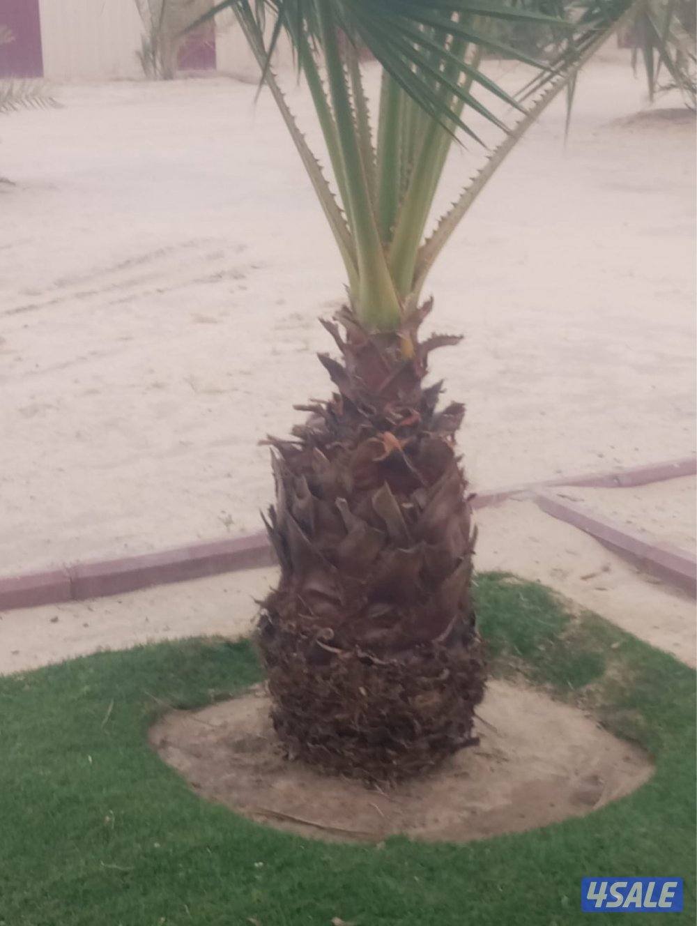 للبيع نخل واشنطونيه3