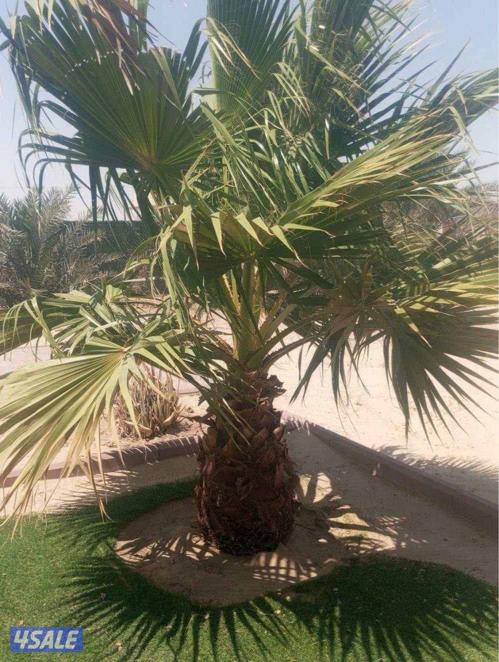 للبيع نخل واشنطونيه4