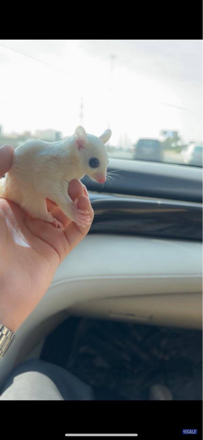 شوقر قلايدر اليف يصلح للطفال والكبار عمره شهرين🔥1