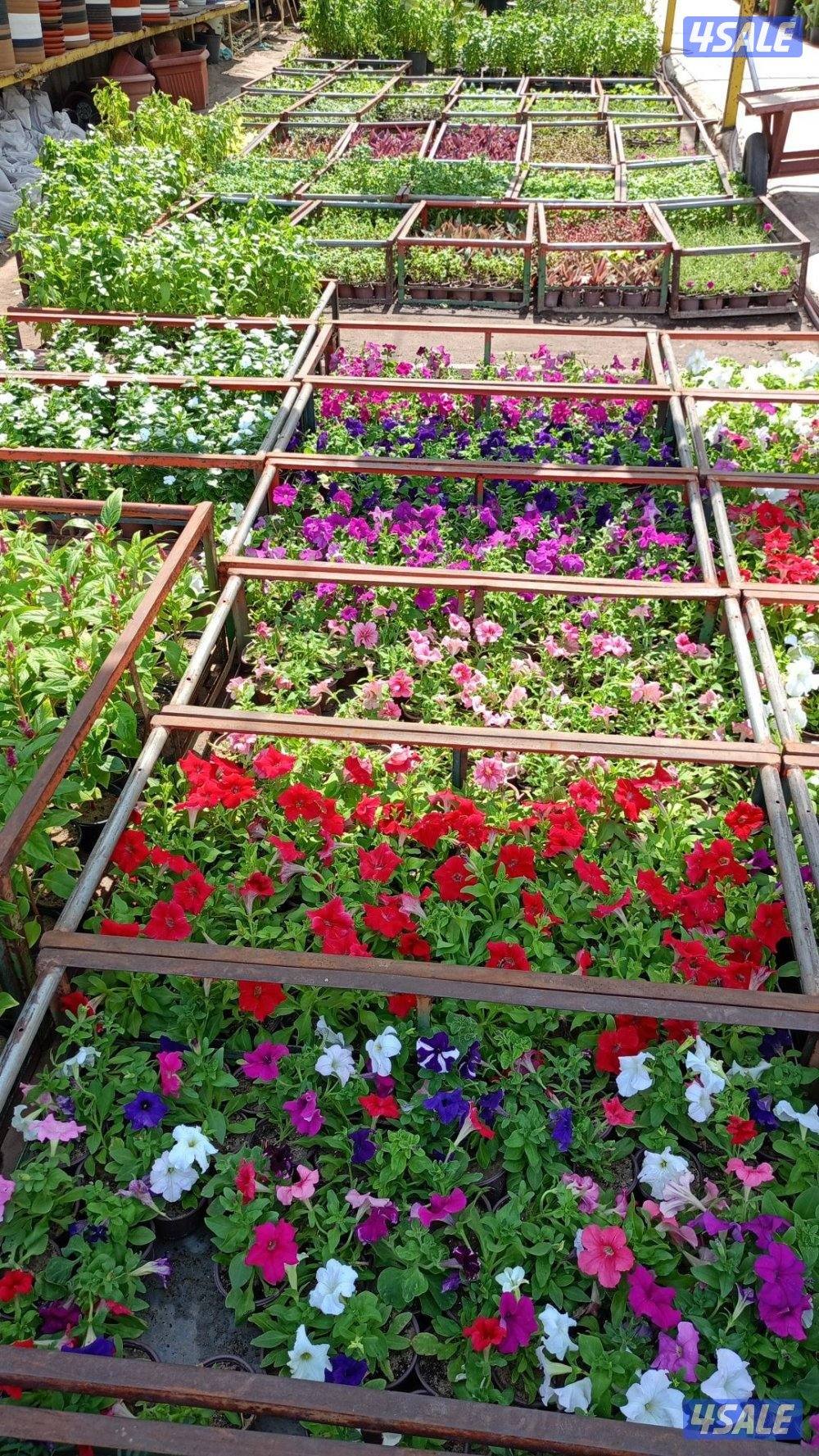 ابو أحمد تنسيق حدائق والسياج التركي10