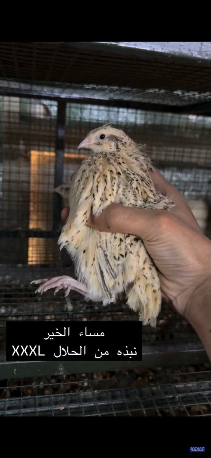 للبيع فري شرط سمين0