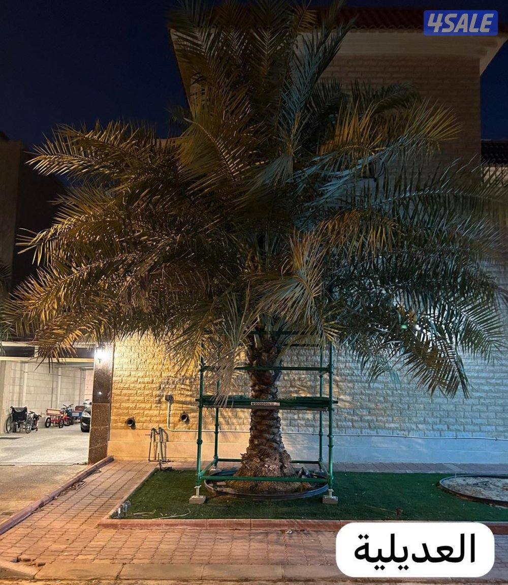 للبيع سقالة نخل فك وتركيب وجوده واستدامه وخدمة ما بعد البيع6