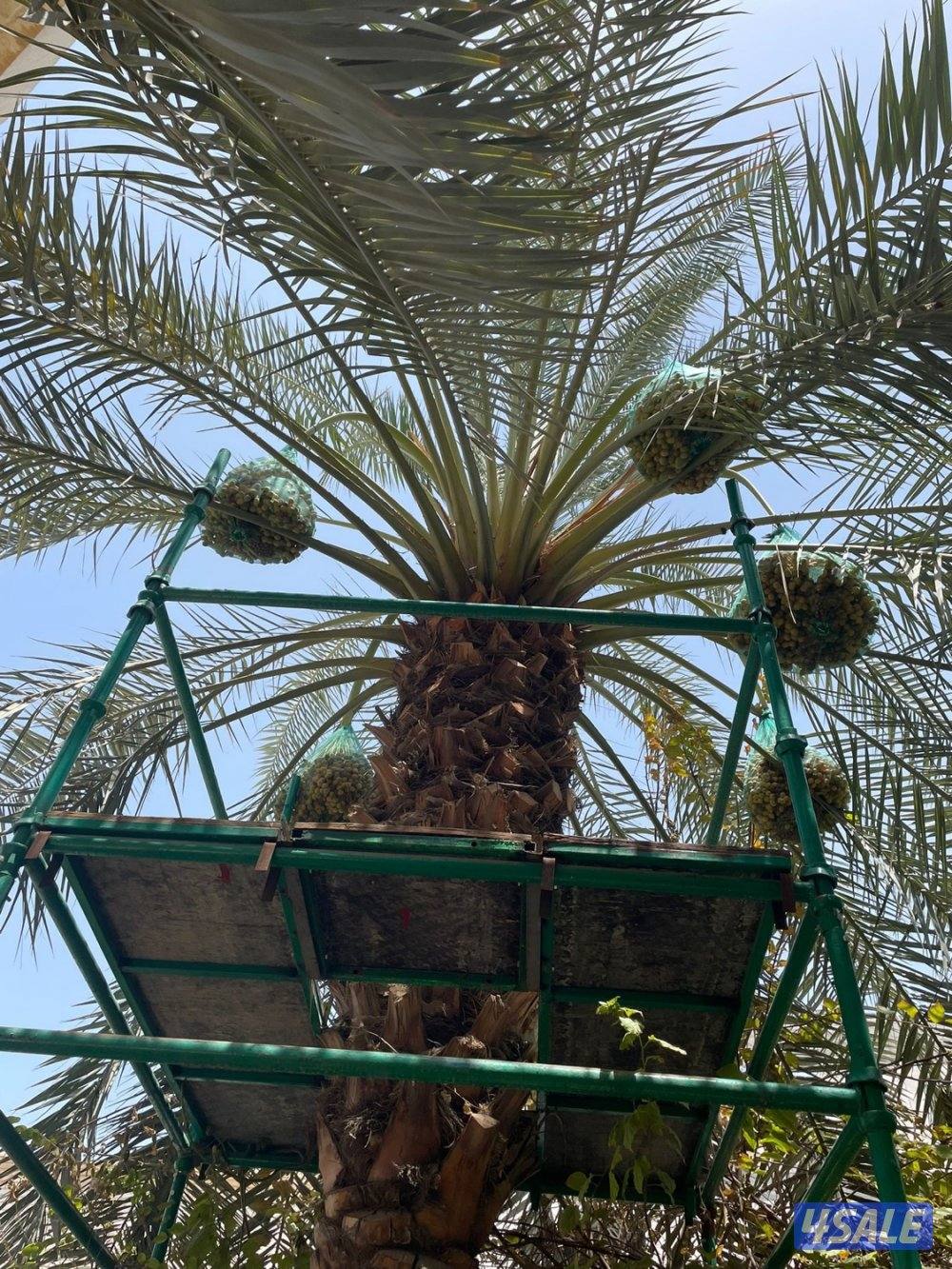 للبيع سقالة نخل فك وتركيب وجوده واستدامه وخدمة ما بعد البيع7