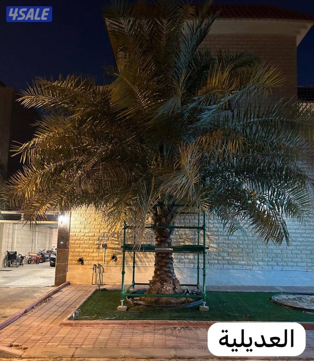 للبيع سقالة نخل فك وتركيب وجوده واستدامه وخدمة ما بعد البيع8