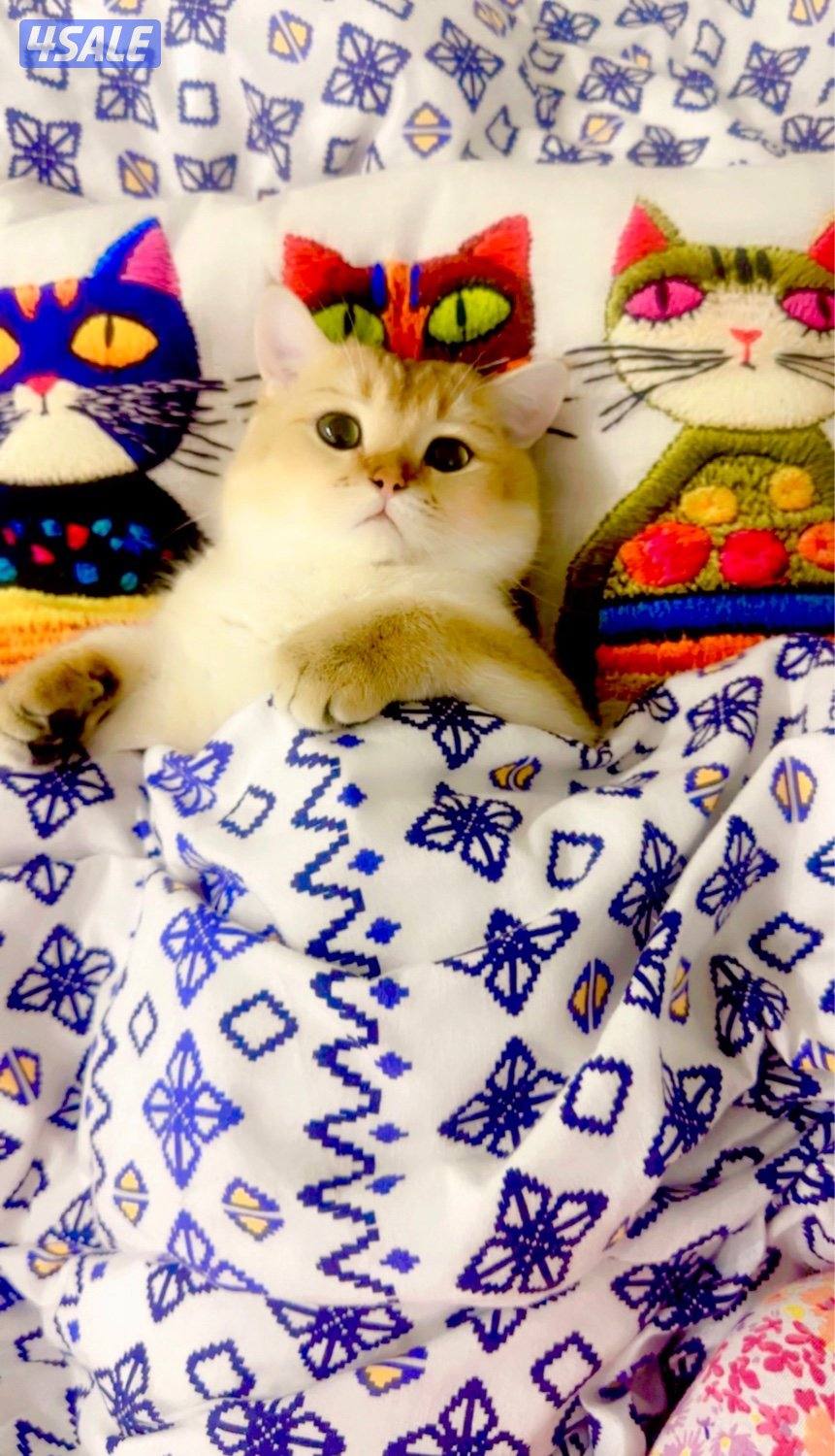 2 Ny12 British Golden Chinchilla , Syamese القطط. Russian Siberian1