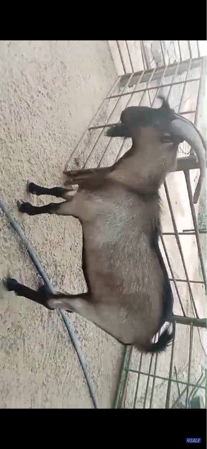 تيس فحل اللبين فرنسي اصلي بيور سلالة حليب0