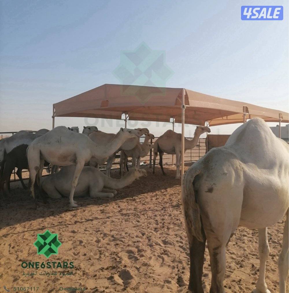 مظلات للحلال3