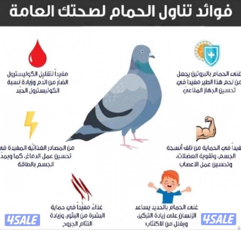 حمام محشي +  بط بالفرن2