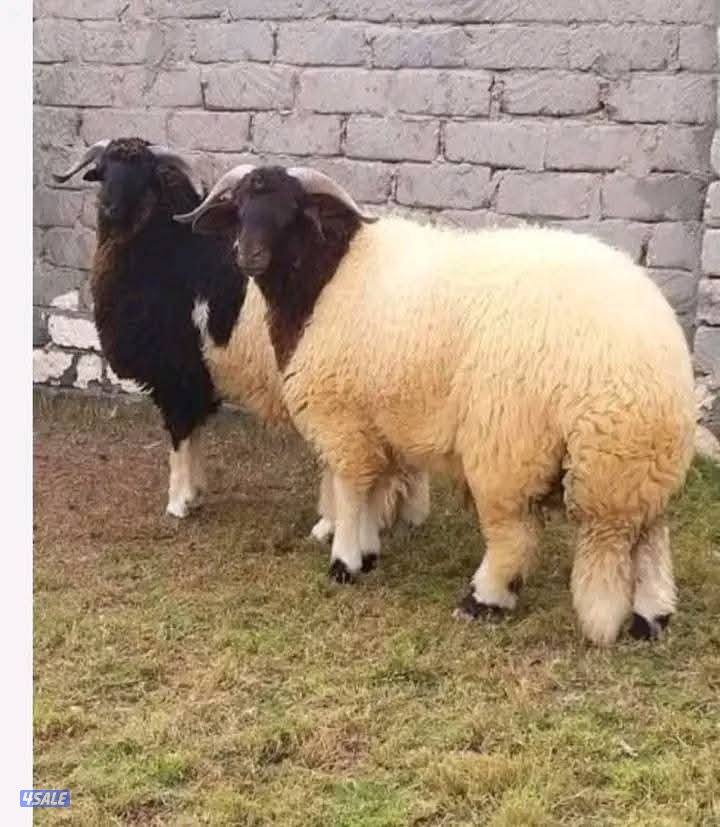 قصااب ابو علي0