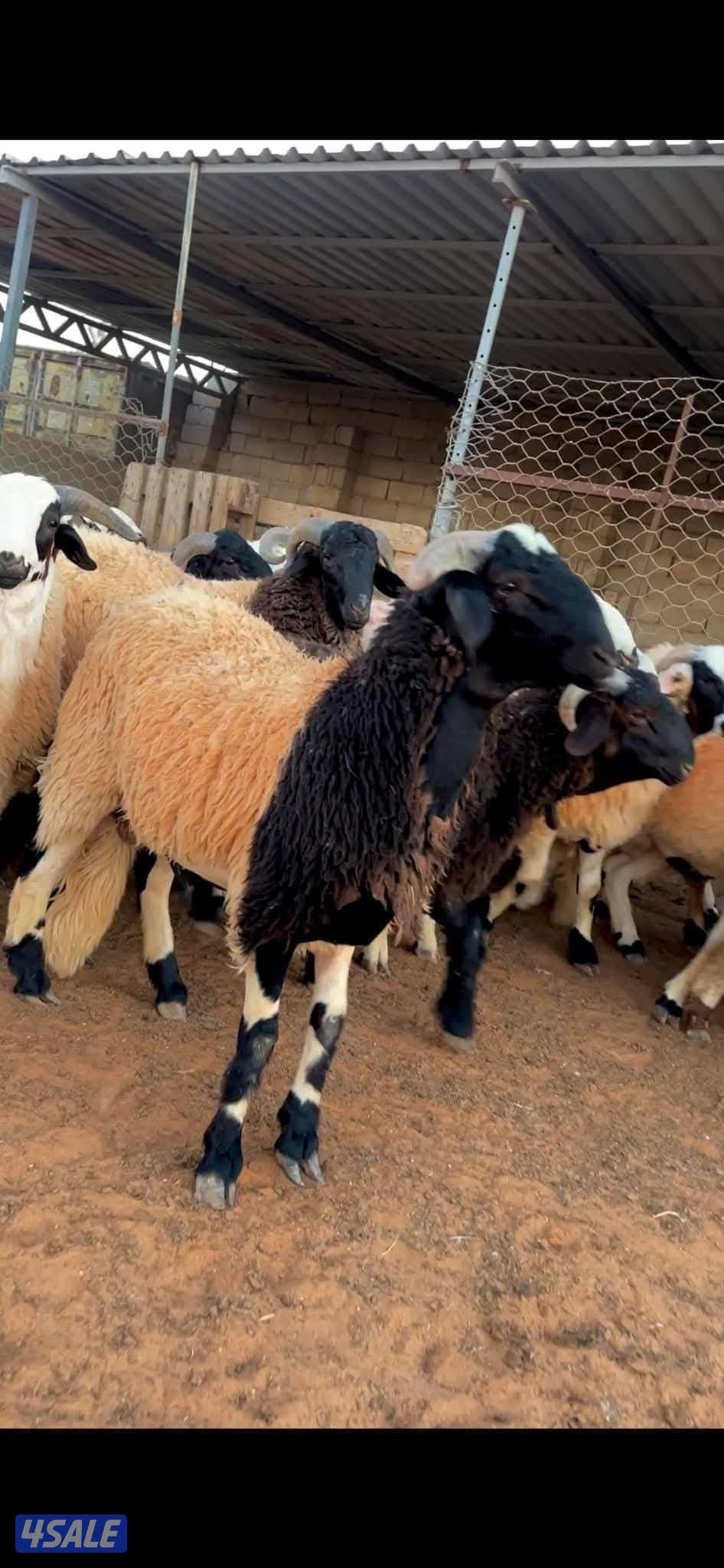 قصااب ابو علي2