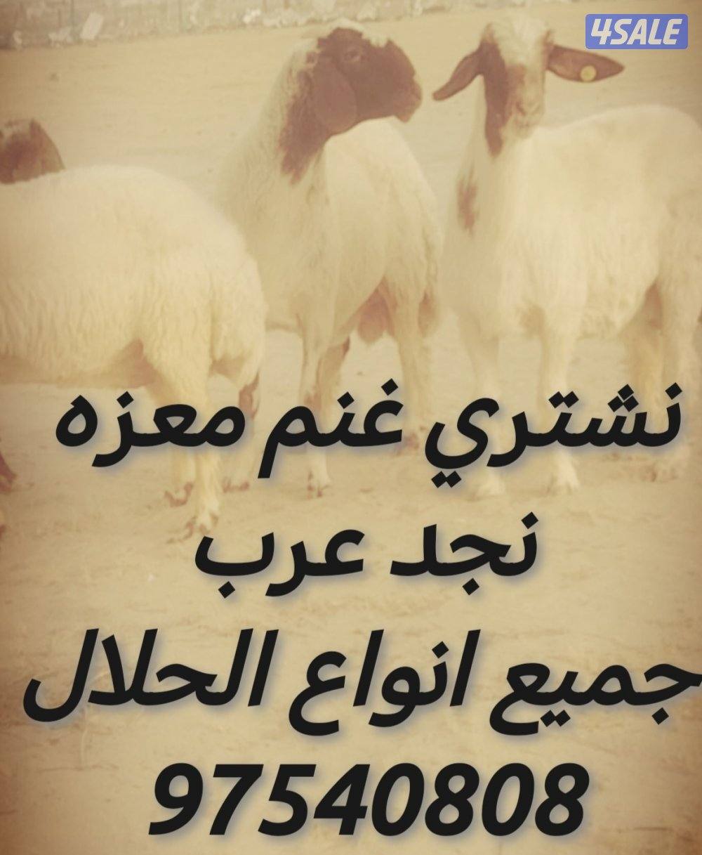 نشتري غنم معزه جميع انواع الحلال اشي الطيب يا خذ حقا0