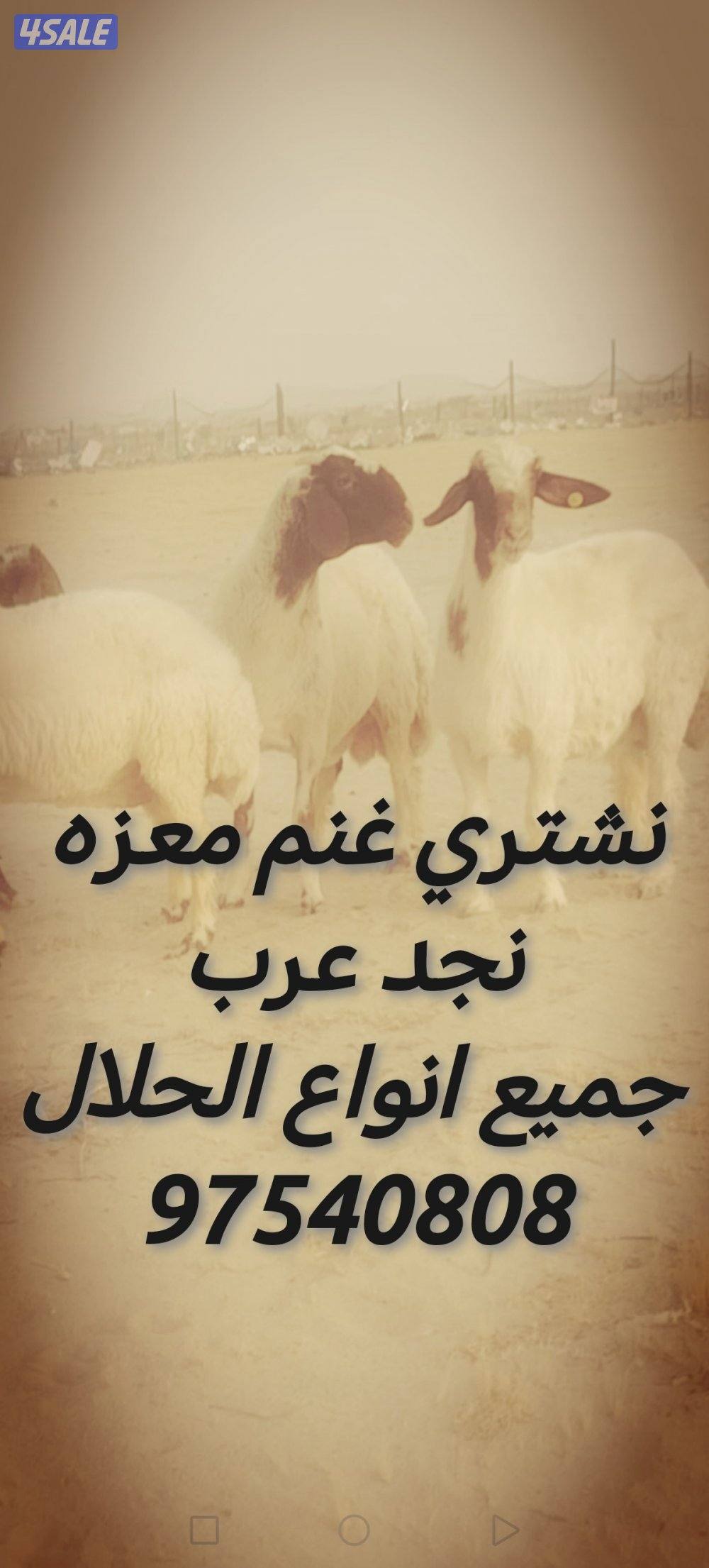 نشتري غنم معزه جميع انواع الحلال اشي الطيب يا خذ حقا1